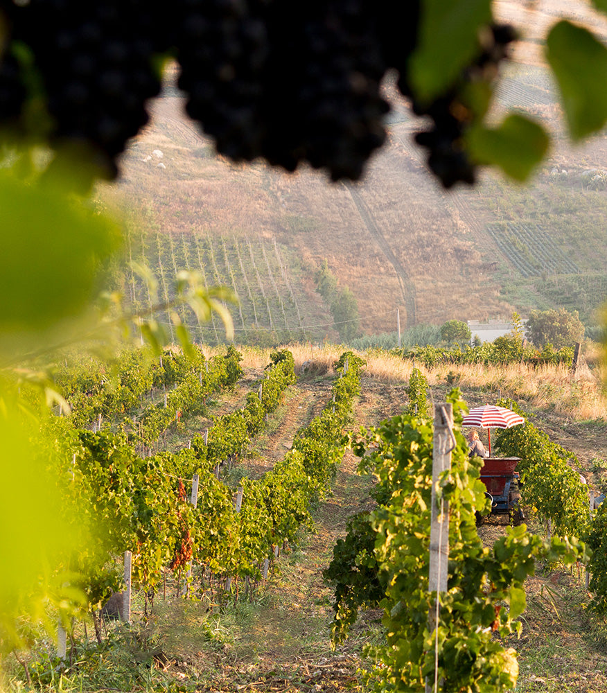 Baglio Bonsignore - Syrah Riserva „Pietreasecco“ 2021