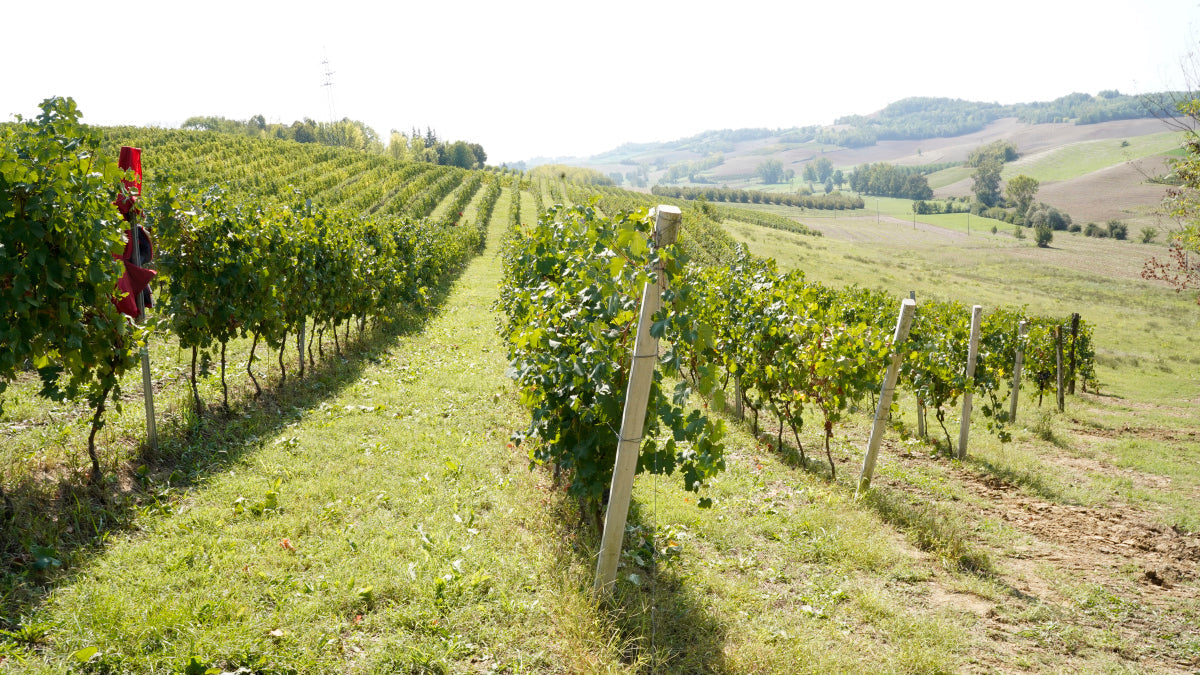 IPARCELLARI - Chardonnay Piemont DOC PARCELLA 146 2021