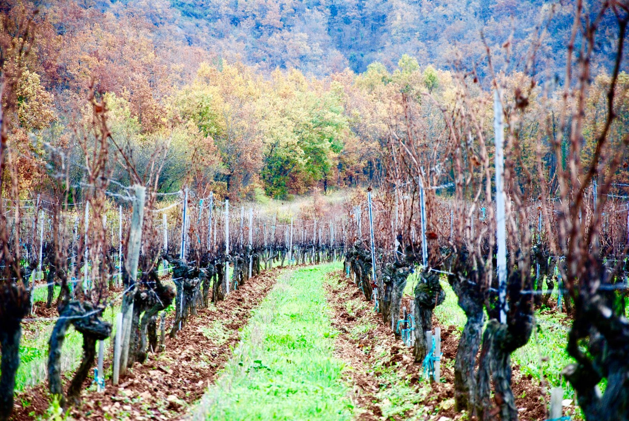 Château du Cèdre - Extra Libre Château du Cèdre 2023