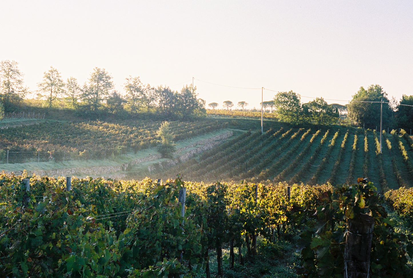 Tenuta Licinia - Sasso di Fata 2019