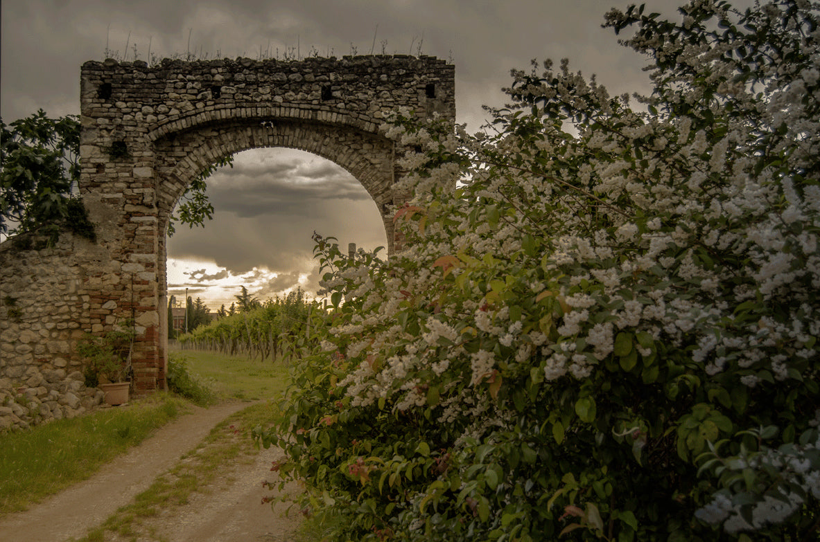 Venturini - Campomasua Amarone della Valpolicella Classico