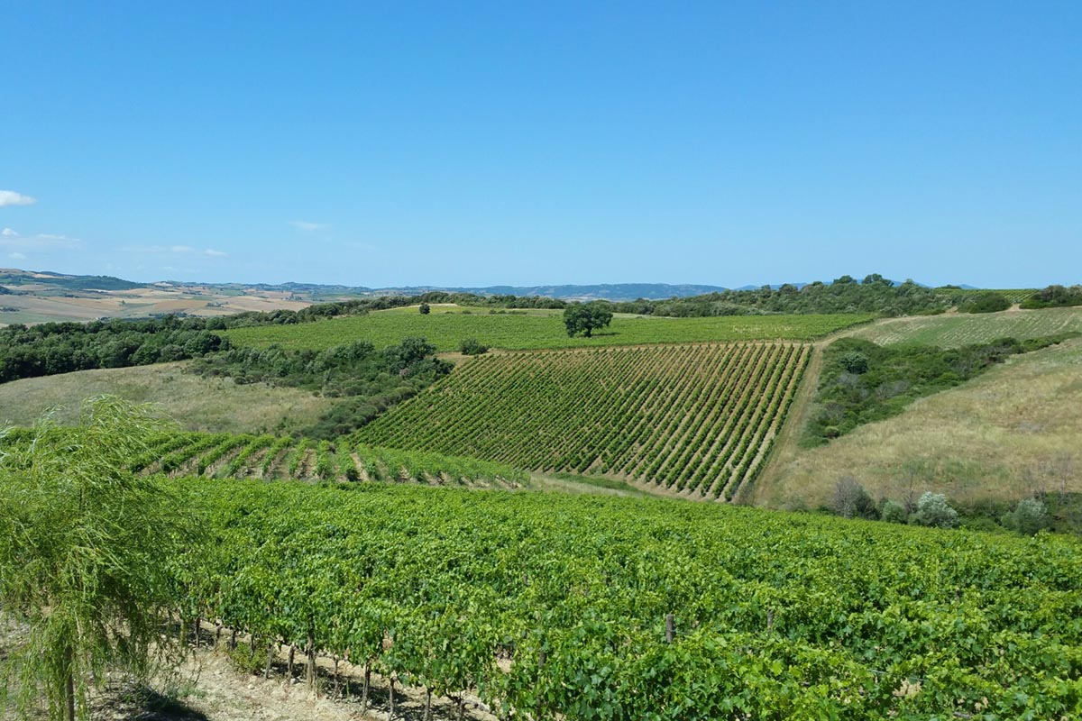 Terralsole - Solista 2006