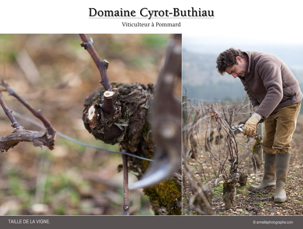 Domaine Cyrot-Buthiau - Bourgogne Pinot Noir 2021
