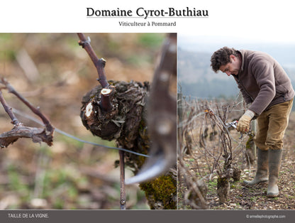 Domaine Cyrot-Buthiau - Burgundy Pinot Noir 2021
