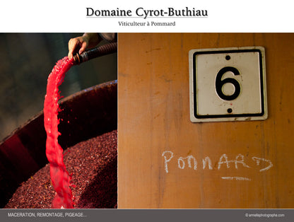 Domaine Cyrot-Buthiau - Burgunder Pinot Noir 2021