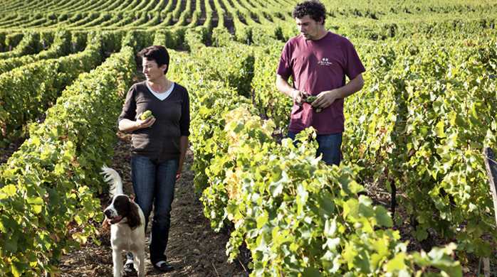 Domaine des Tayaux - Pouilly-Fumé 2022