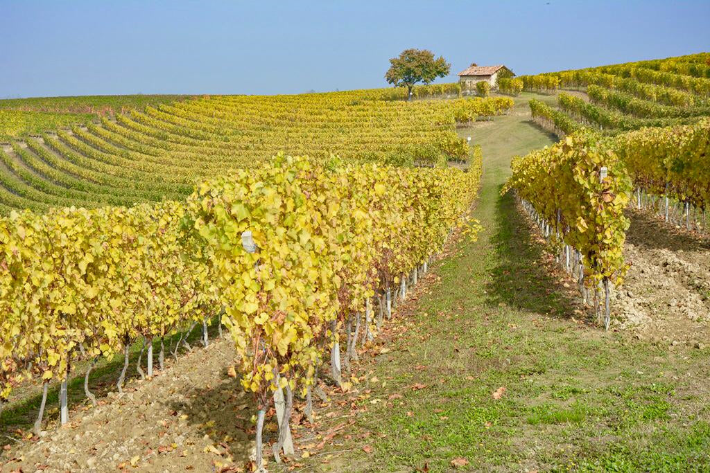IPARCELLARI - Chardonnay Piedmont DOC TRE PARCELLE 2019