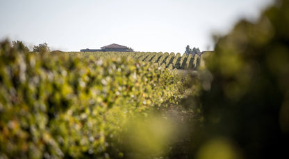 Château La Cardonne 2016