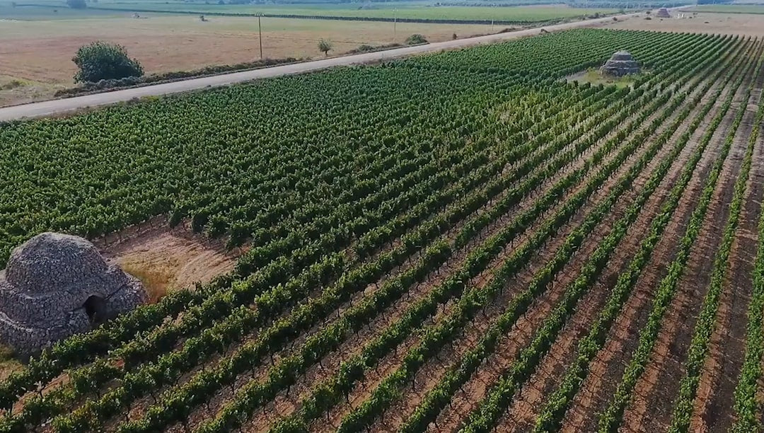 Jorche - Primitivo di Manduria Riserva 2020