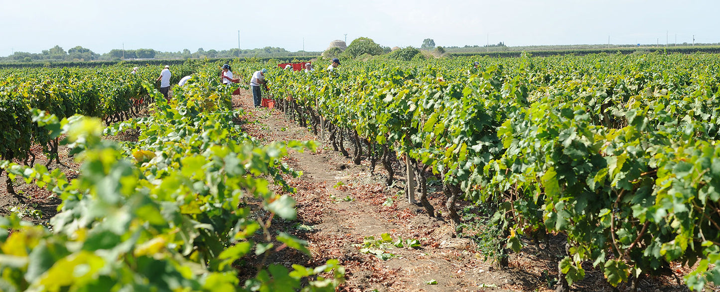 Jorche - Primitivo di Manduria Riserva 2020