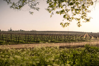 Château Belle Grange - Saint-Émilion 2022