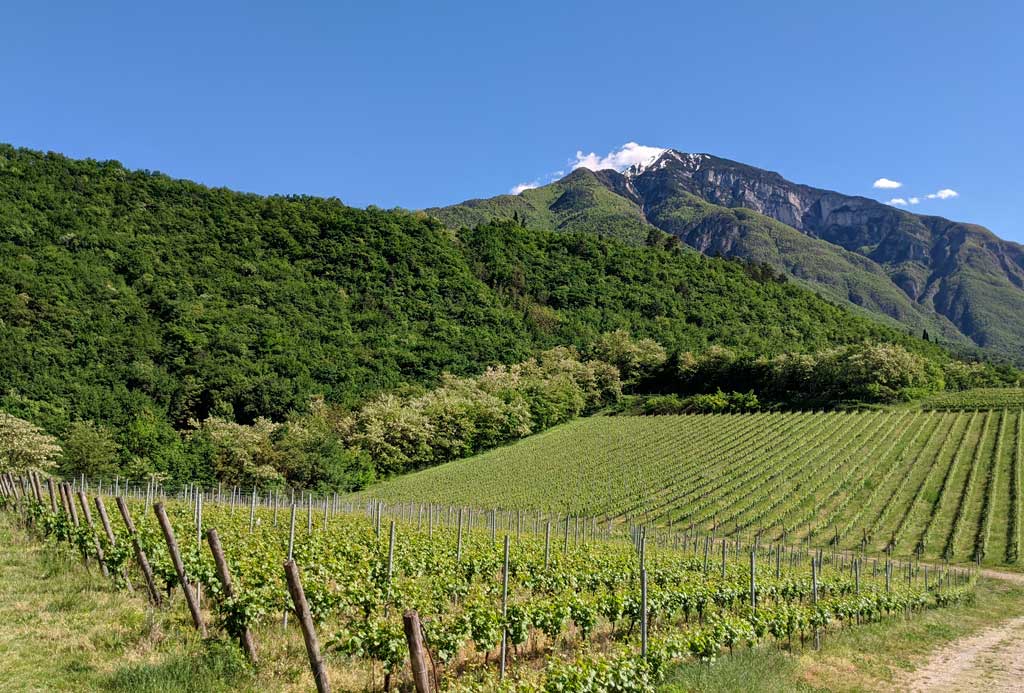 Tenuta Volpare - Trento DOC Millesimato 2019 Dosaggio Zero