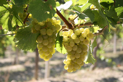 IPARCELLARI - Chardonnay Piemonte DOC TRE PARCELLE 2019