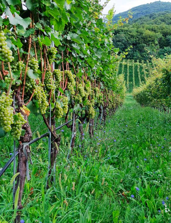 Tenuta Volpare - Trento DOC Millesimato 2019 Dosaggio Zero